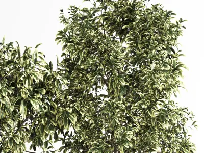 Indoor Plant Set 11  Benjamin  3D model