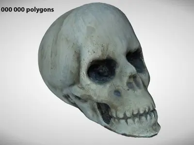 Skull Photoscanned Game Ready Free low-poly 3D model