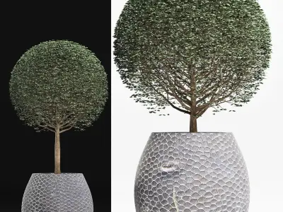 Plants Collection 149 Ligustrum Lucidum 3D model