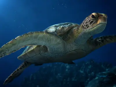 Green Sea Turtle Animated 3D model