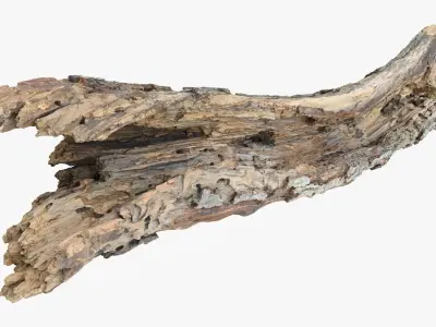 Withered Tree Hide Low-poly 3D model