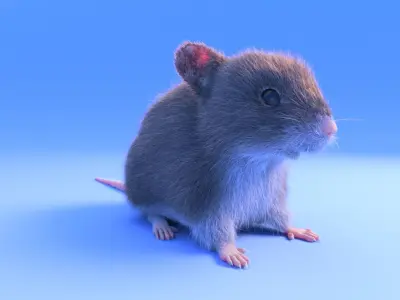 Mouse - grey brown white fur - realistic style - rigged Low-poly 3D model