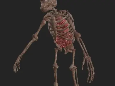 Laboratory Chimp with organ Low-poly 3D model