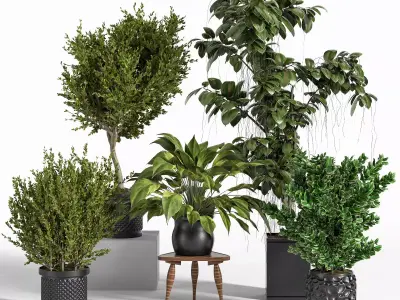 Indoor Plant Set 09 3D model