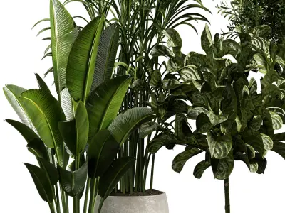 Indoor plant 13 3D model