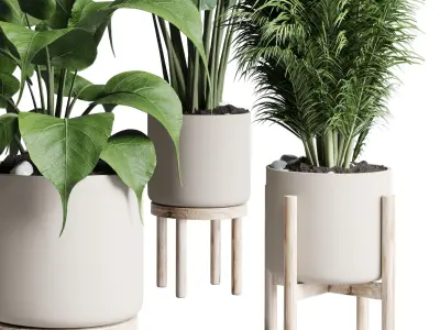 indoor plant ficus rubbery palm ravenala wooden vase 3D model