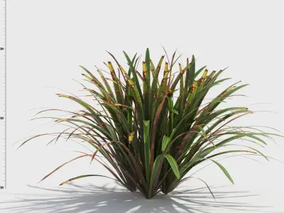 Liriope grass plant 3D model