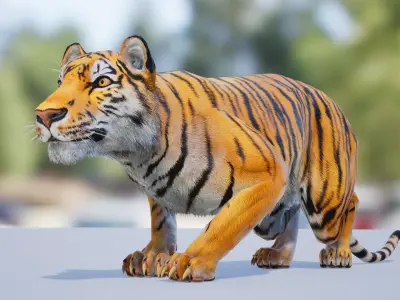 Realistic Tiger Low-poly 3D model