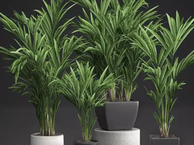 Decorative palm in a white flowerpot 564 3D model