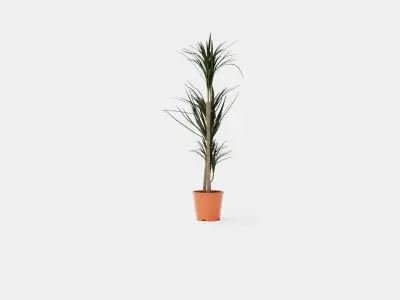 Dracaena marg 3 stem Low-poly 3D model