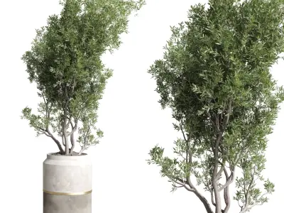 Indoor plant set 367 concrete vase plant tree shrub Low-poly 3D model