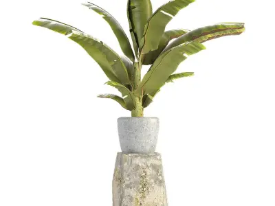 Plant in Pot Flowerpot Exotic Plant 3D model 22