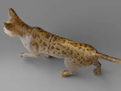 3D Cat Grey Rigged in Blender Low-poly 3D model