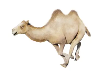 hair effect camel 3D model