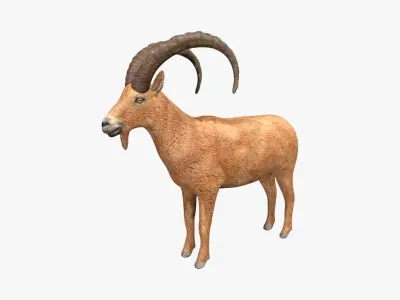 Ibex goat Low-poly 3D model