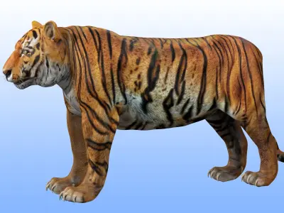 Tiger Rig 3D model