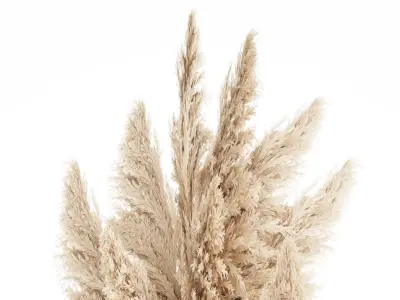 Bouquet Dried Flowers Branches Cortaderia Pampas vase 554 3D model