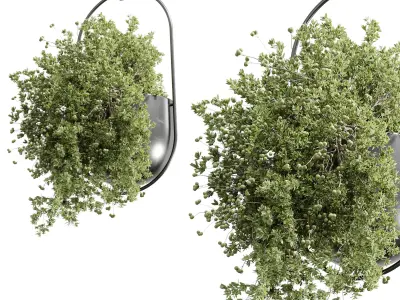 Hanging Plants set 377 - indoor Plant  Low-poly 3D model