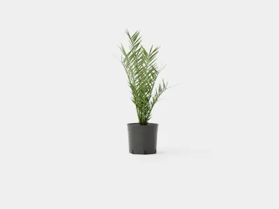 Phoenix canariensis Low-poly 3D model