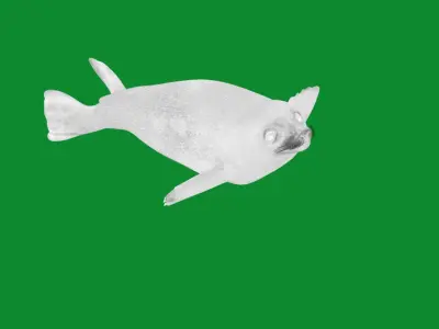 Common Seal Low-poly 3D model