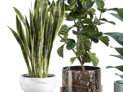 Realistic Indoor Plant Models Collection Vol 347 3D model