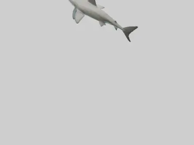 Bull Shark swimming fast model Low-poly 3D model