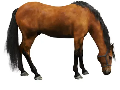 Horse grazing 3D model