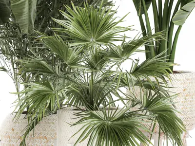 Ornamental plants in rattan baskets 1086 3D model