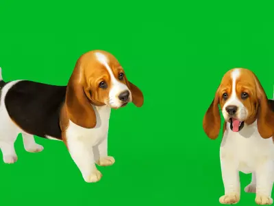 Basset Hound Puppy Dog Low-poly 3D model