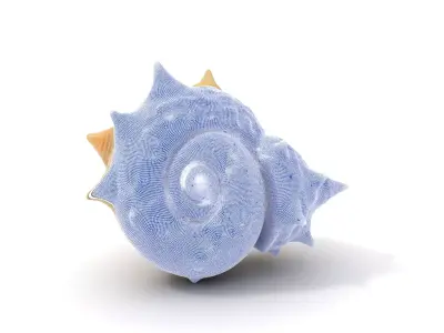 Spiral Conch model pack Low-poly 3D model
