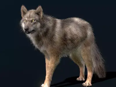  Eurasian Wolf 3D model