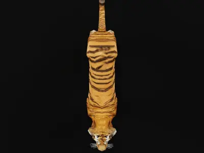 Young South China Tiger Low-poly 3D model