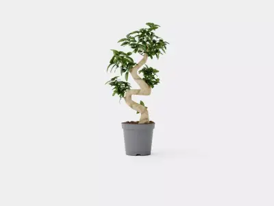 Ficus Microcarpa Ginseng Low-poly 3D model