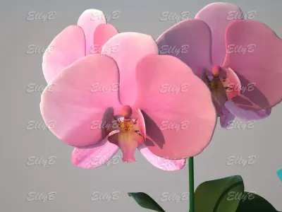 Pink Orchid 3D model