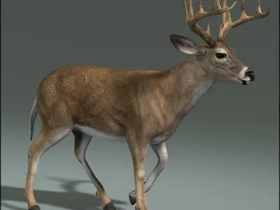 Deer ANIMATED 3D model