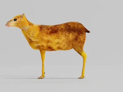 Fanged Mouse-Deer Chevrotain Animal Low-poly 3D model