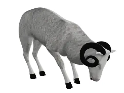 Sheep Rigged and Animated  3D model
