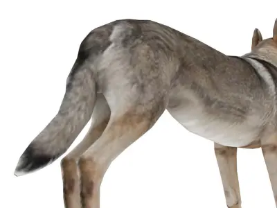 Eurasia Wolf Low-poly 3D model