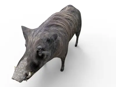 Wild Boar 3D Models game ready low poly model Low-poly 3D model