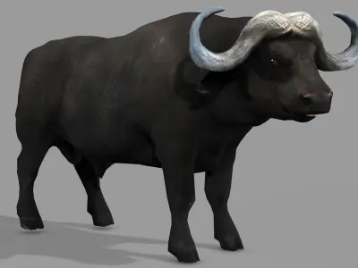 BUFFALLO RIGGED ANIMATED 12 Low-poly 3D model