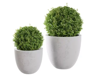 Indoor Plants Free 3D model