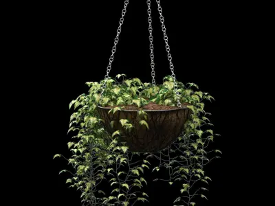 Hanging ivy in pots - 5 models 3D model
