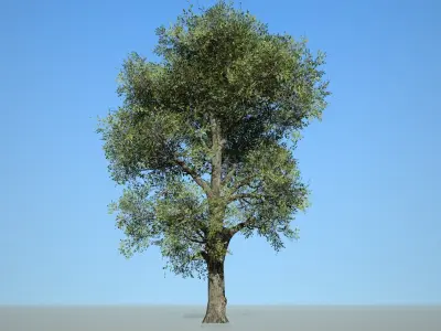 Broadleaf 008 Low-poly 3D model