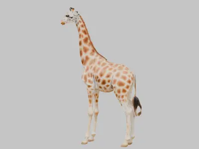 African Giraffe Low-poly 3D model purchase
