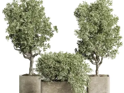 Indoor plant 04 3D model purchase