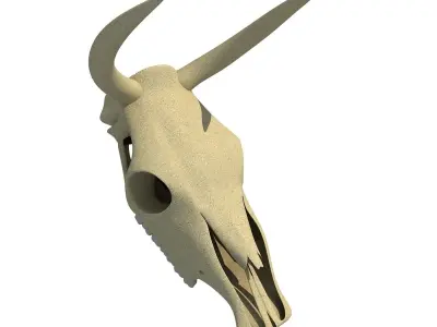 Realistic Cow Skull 3D model