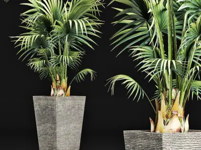 Plants Collection 190 Sabal Minor 3D model