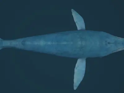 Blue Whale Low-poly 3D model