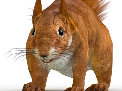 LowPoly Forest Wild Red Squirrel Low-poly 3D model