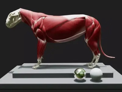 Lion Anatomy  3D model